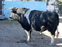 fotos-toros