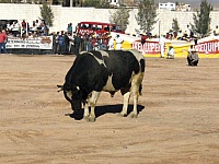 toro
