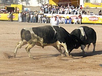 toros-de-pelea