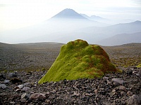 Yareta