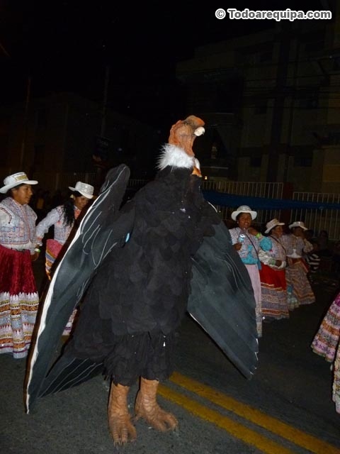 Cóndor andino en el corso