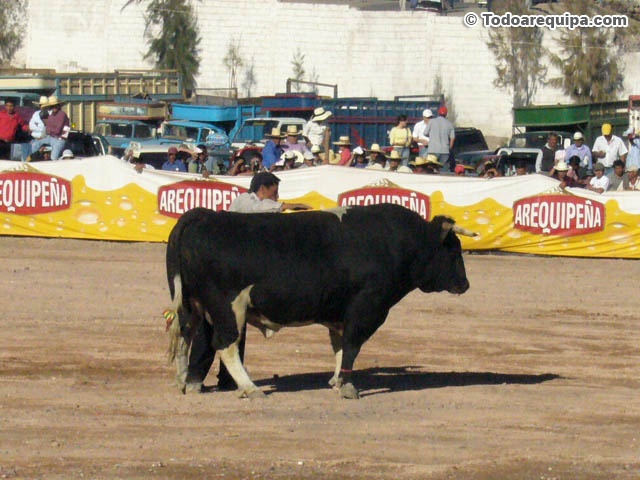 imagenes-de-toros