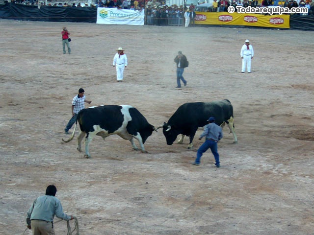toros-de-pelea-luchando