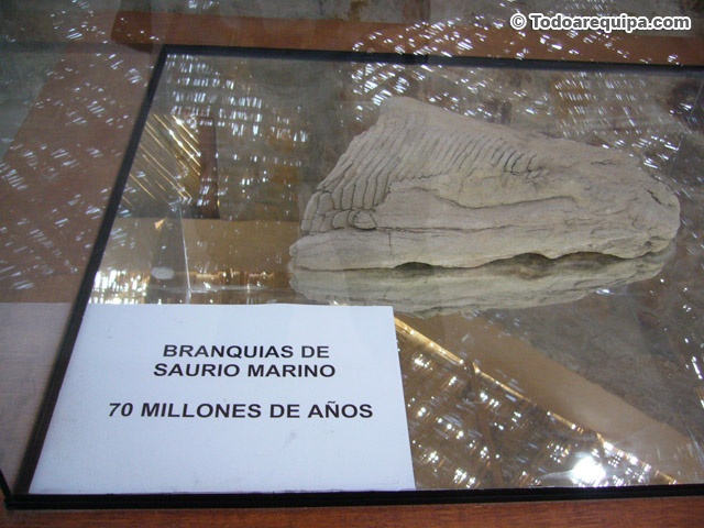 Branquias de saurio marino