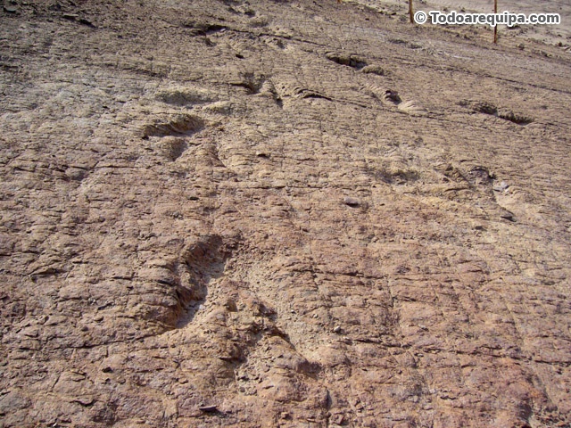 huellas-de-dinosaurios-encontrados-peru