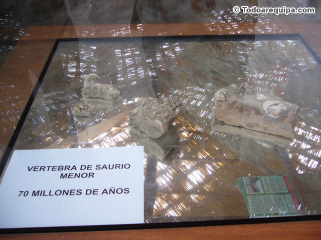 Vertebra de saurio menor