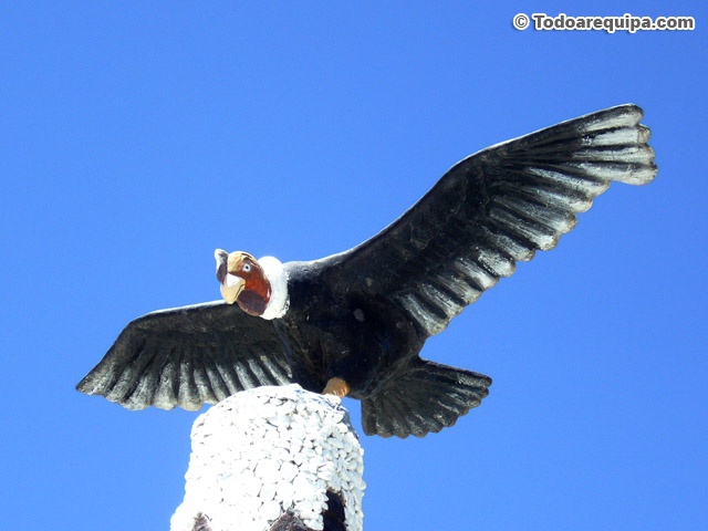 Condor en Cabanaconde
