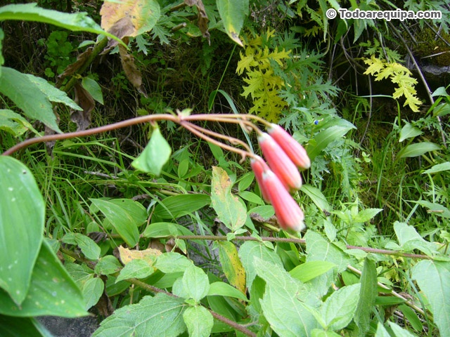 P1250742