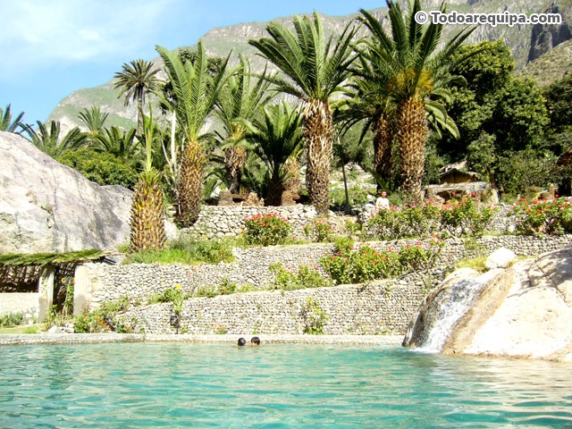 Piscina en Oasis al fondo palmeras