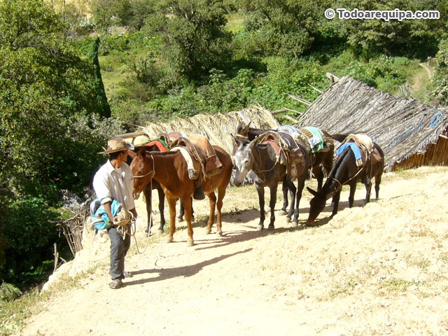 Porteadores en Sangalle