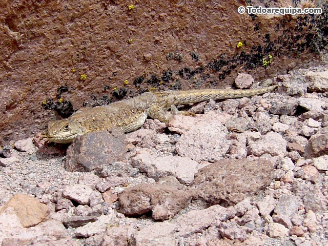 lagartija