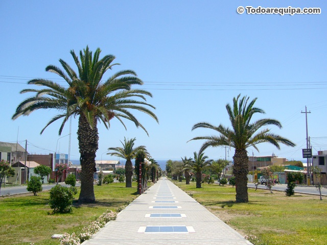 palmeras-av-mariscal-castilla-mollendo