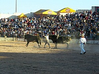 final-pelea-toros