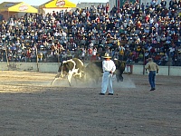 pelea-de-toros-en-arequipa