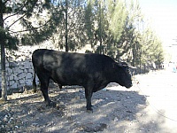toros-pelea