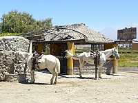 Caballos en Sabandía