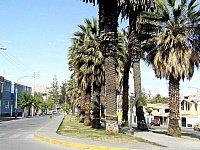 palmeras-tingo-arequipa