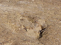 hundimiento-pisada-dinosaurio