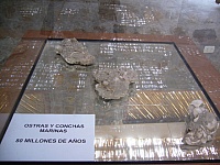 Restos de dinosaurios encontrados