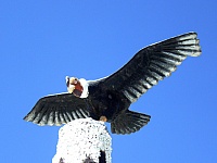 Condor en Cabanaconde