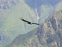 El vuelo del Condor