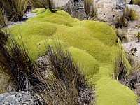 Yareta en el Pichu Pichu