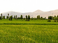 P1400238